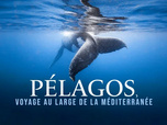 Replay Collection Documentaire Via Stella - Pélagos, voyage au large de la Méditerranée