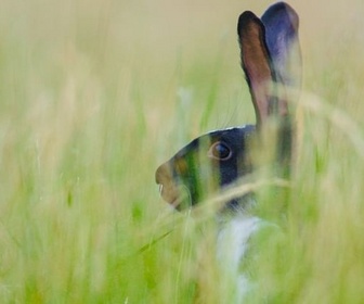 Replay Le lapin, taillé pour survivre - Pas si bêtes !