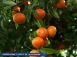 Replay Un jour, un doc - Pierre Hermé, l'artiste de la pâtisserie / Noël : le maître des bûches