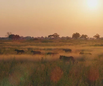 Replay Sur la terre des grands félins - 23/12/2025