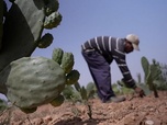 Replay Sécheresse et canicule : fléaux mondiaux de l'été - Face à la sécheresse, le Maroc repense son agriculture