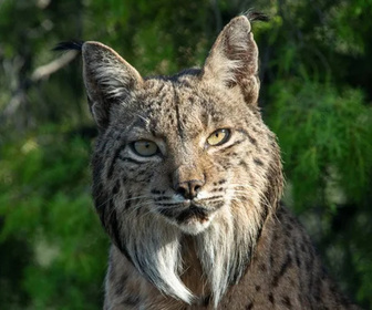 Replay Une planète, sept mondes sauvages - 27/12/2025