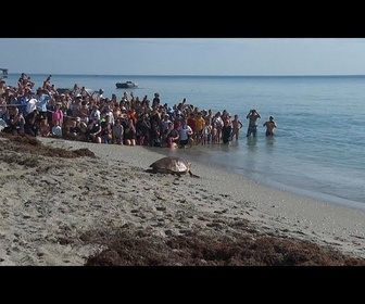 Replay La tortue de mer 'Pennywise' relâchée dans l'océan Atlantique après sa guérison
