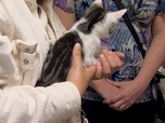 Replay Animaux à adopter - Nimbus, Ziléane et Massira