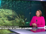 Replay Élément Terre, la quotidienne - Espèces invasives: quand la Nature attaque la Nature
