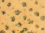 Replay Oasis - Emirats arabes unis, entre les dunes de Liwa