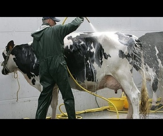 Replay France : avec le bail à cheptel, des vaches louées réconcilient élevages et finances