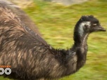 Replay Une saison au zoo - S13 E1