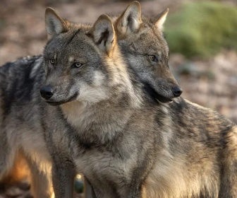 Replay Les animaux du toit du monde