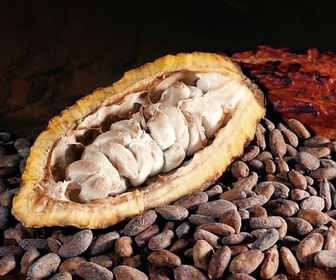 Replay L'actualité à travers le monde - Israël : la science au chevet du cacao