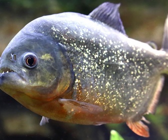 Replay River monsters - S1E1 - Piranha