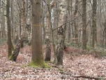 Replay M6+ Crime - Elisa Pilarski : la promeneuse, le chien et la chasse à courre
