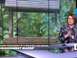 Replay Élément Terre, la quotidienne - Disparition d'oiseaux : la faute aux pesticides et aux insectes contaminées