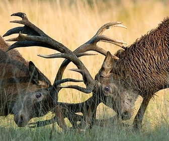 Replay Loups et cerfs à l'ombre des blindés - GEO Reportage