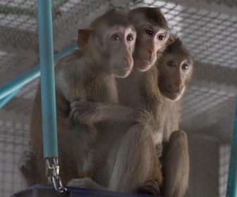 Replay Focus - Le business des singes thaïlandais : livrer les laboratoires à tout prix