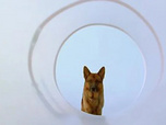 Replay Rex, chien flic - Le dernier match