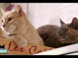 Replay La vie secrete des chats - S2E4 - Mon chat, mon enfant et moi...