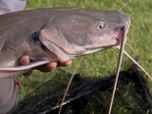 Replay River monsters - S4E4 - Le tueur asiatique