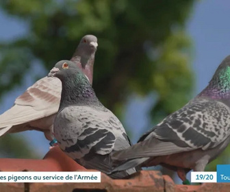 Replay Les dossiers d'ICI - Les derniers pigeons de l'armée française