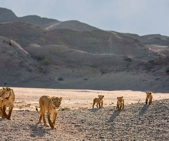 Replay Les lionnes de Namibie, reines de la côte des Squelettes