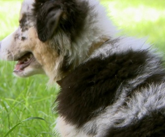 Replay Animaux à adopter - Gotan le husky, Pop's & Virgule les chatons