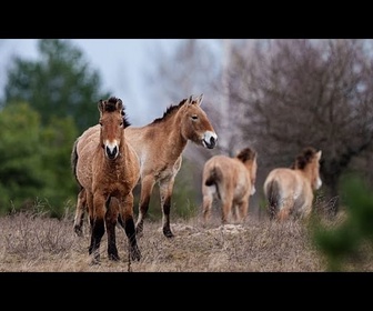 Replay 40 ans après, Tchernobyl transformé en un improbable refuge pour la faune et la flore