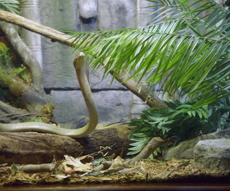 Replay Au cœur du zoo de New York - S3E4 - Le retour de Bouba