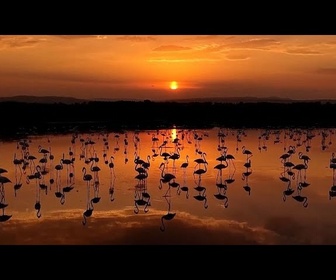 Replay Turquie : des flamants roses au lac de Van lors de la migration saisonnière
