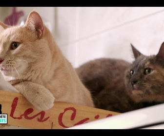 La vie secrète des chats replay