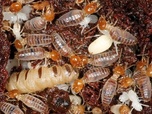 Replay L'univers grouillant des termites