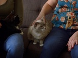 Replay Hell's cat : mon chat est un cauchemar - S9E8 - Soeur difficile