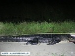 Replay Un jour, un doc - Alerte ! Alligators en ville !