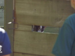 Replay Au cœur du zoo de New York - S2E5 - Romance entre loris