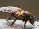 Replay Indonésie, l'arbre à miel sacré - Les maîtres des abeilles