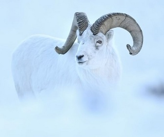 Replay ARTE vous gâte pour les fêtes ! - Yukon : un rêve blanc