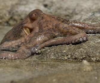 Replay Le grand cirque des marées