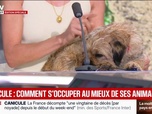 Replay BFM Première - Canicule: comment prendre soin de ses animaux avec ces fortes chaleurs?
