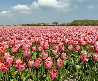 Replay Les Pays-Bas, le petit pays aux grandes idées