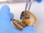 Replay Biodiversité : faire face à la sixième extinction - Espagne : mollusques et pêcheurs en voie de disparition ?