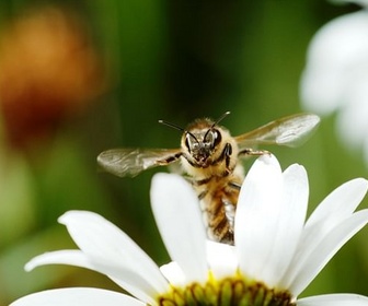 Replay Plan de vol - Les animaux s'envoient en l'air