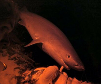 Replay River monsters - S9E7 - Les tueurs des abysses - P2